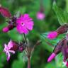 Fotografia 7 da espécie Silene dioica do Jardim Botânico UTAD