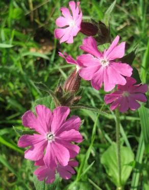 Fotografia 8 da espécie Silene dioica no Jardim Botânico UTAD
