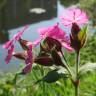 Fotografia 9 da espécie Silene dioica do Jardim Botânico UTAD