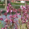 Fotografia 11 da espécie Silene dioica do Jardim Botânico UTAD