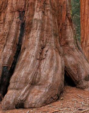Fotografia 5 da espécie Sequoiadendron giganteum no Jardim Botânico UTAD