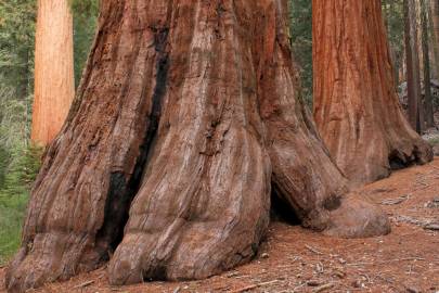 Fotografia da espécie Sequoiadendron giganteum