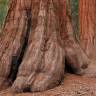 Fotografia 5 da espécie Sequoiadendron giganteum do Jardim Botânico UTAD