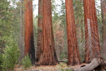 Fotografia da espécie Sequoiadendron giganteum