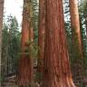 Fotografia 7 da espécie Sequoiadendron giganteum do Jardim Botânico UTAD