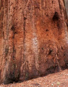 Fotografia 8 da espécie Sequoiadendron giganteum no Jardim Botânico UTAD