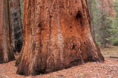 Fotografia da espécie Sequoiadendron giganteum