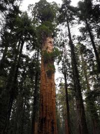 Fotografia da espécie Sequoiadendron giganteum