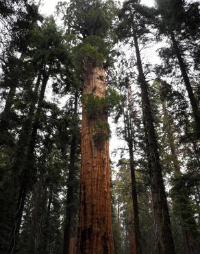 Fotografia 9 da espécie Sequoiadendron giganteum no Jardim Botânico UTAD