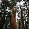 Fotografia 9 da espécie Sequoiadendron giganteum do Jardim Botânico UTAD