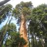 Fotografia 10 da espécie Sequoiadendron giganteum do Jardim Botânico UTAD