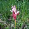 Fotografia 10 da espécie Serapias cordigera do Jardim Botânico UTAD