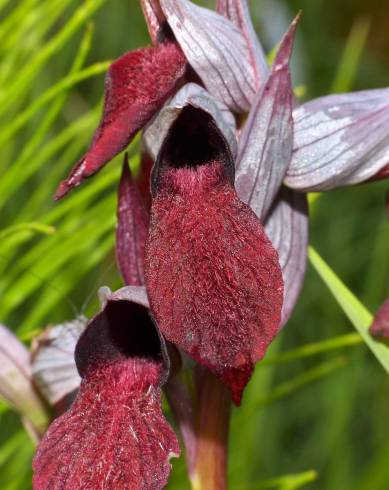 Fotografia de capa Serapias cordigera - do Jardim Botânico