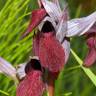 Fotografia 1 da espécie Serapias cordigera do Jardim Botânico UTAD