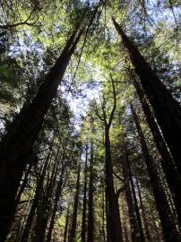 Fotografia da espécie Sequoia sempervirens