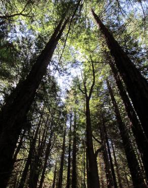 Fotografia 4 da espécie Sequoia sempervirens no Jardim Botânico UTAD