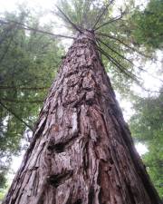 Fotografia da espécie Sequoia sempervirens