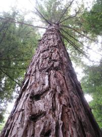 Fotografia da espécie Sequoia sempervirens