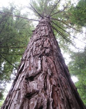 Fotografia 1 da espécie Sequoia sempervirens no Jardim Botânico UTAD