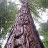 Fotografia 1 da espécie Sequoia sempervirens do Jardim Botânico UTAD