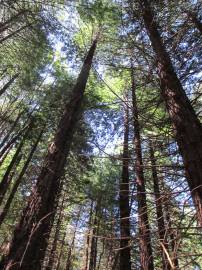 Fotografia da espécie Sequoia sempervirens
