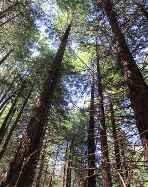 Fotografia 5 da espécie Sequoia sempervirens no Jardim Botânico UTAD