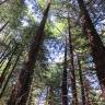 Fotografia 5 da espécie Sequoia sempervirens do Jardim Botânico UTAD