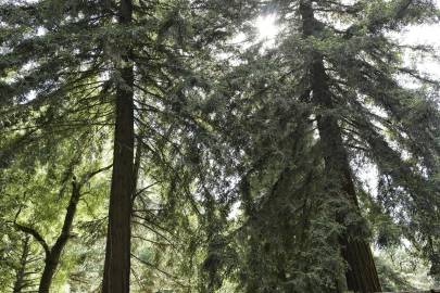 Fotografia da espécie Sequoia sempervirens