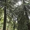 Fotografia 6 da espécie Sequoia sempervirens do Jardim Botânico UTAD