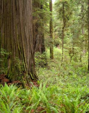Fotografia 7 da espécie Sequoia sempervirens no Jardim Botânico UTAD