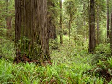 Fotografia da espécie Sequoia sempervirens