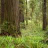 Fotografia 7 da espécie Sequoia sempervirens do Jardim Botânico UTAD