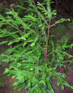 Fotografia 8 da espécie Sequoia sempervirens no Jardim Botânico UTAD