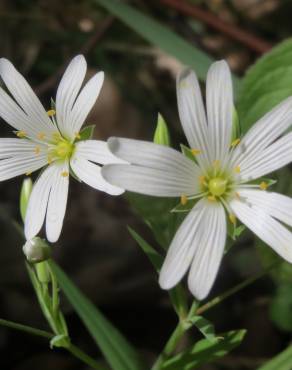 Fotografia 9 da espécie Stellaria holostea no Jardim Botânico UTAD