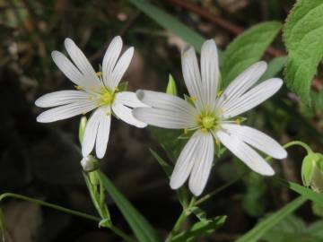 Fotografia da espécie Stellaria holostea