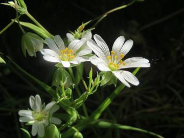 Fotografia da espécie Stellaria holostea