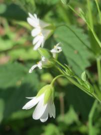 Fotografia da espécie Stellaria holostea