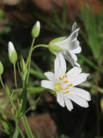 Fotografia da espécie Stellaria holostea