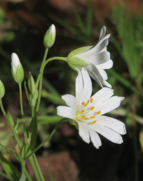 Fotografia 12 da espécie Stellaria holostea no Jardim Botânico UTAD