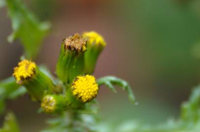 Fotografia da espécie Senecio vulgaris