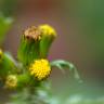 Fotografia 5 da espécie Senecio vulgaris do Jardim Botânico UTAD