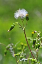 Fotografia da espécie Senecio vulgaris