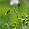 Fotografia 6 da espécie Senecio vulgaris do Jardim Botânico UTAD