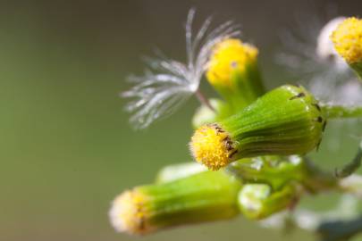 Fotografia da espécie Senecio vulgaris