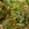 Fotografia 9 da espécie Senecio vulgaris do Jardim Botânico UTAD