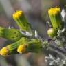 Fotografia 1 da espécie Senecio vulgaris do Jardim Botânico UTAD