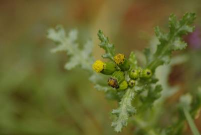 Fotografia da espécie Senecio vulgaris