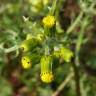 Fotografia 12 da espécie Senecio vulgaris do Jardim Botânico UTAD