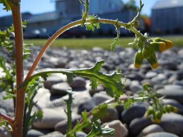 Fotografia da espécie Senecio vulgaris