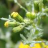 Fotografia 14 da espécie Senecio vulgaris do Jardim Botânico UTAD